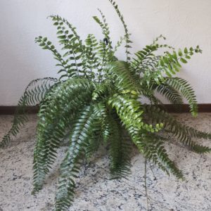 Vaso de Samambaia Natural