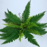 Samambaia Artificial G