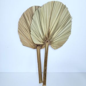 Folhas de Palmeira Leque Natural Seca