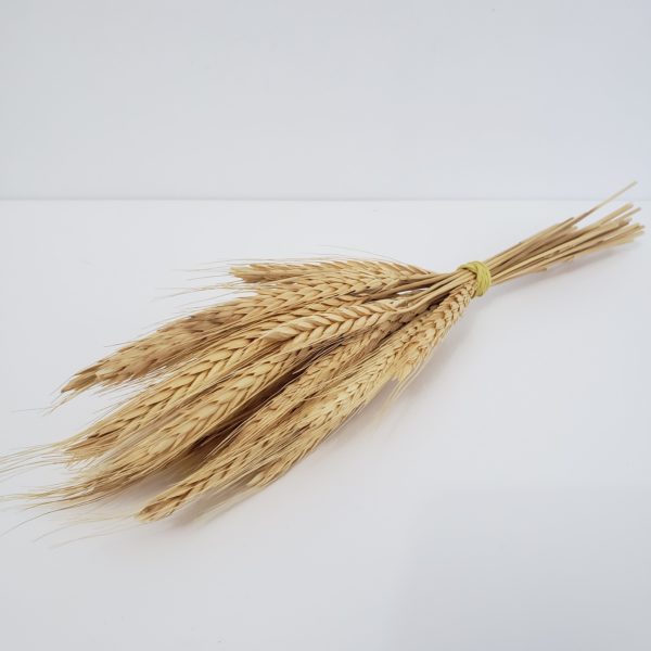 Maço De Trigo Seco Maço De Trigo Seco