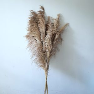 Capim dos Pampas 9 Hastes Marrom