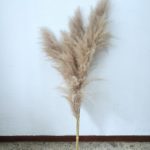 Pluma Capim dos Pampas 4 Hastes