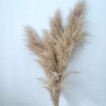 Pluma Capim dos Pampas 4 Hastes