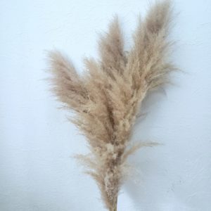 Pluma Capim dos Pampas 4 Hastes